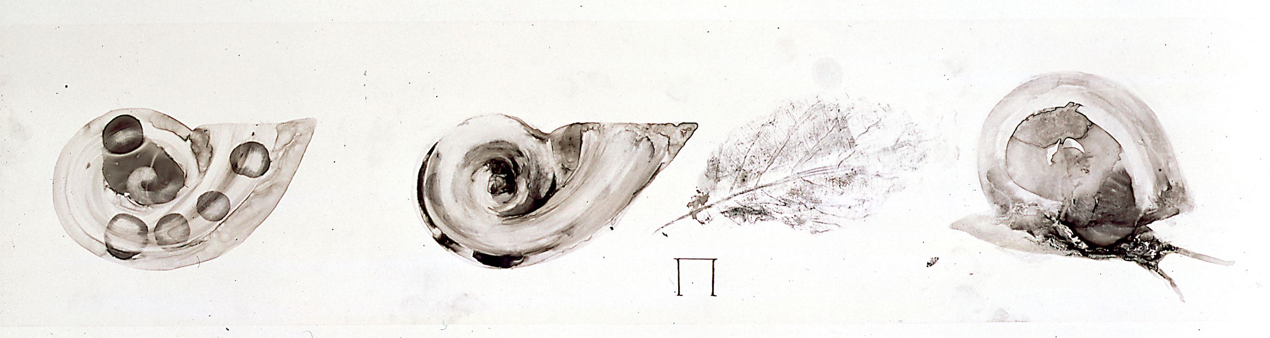 Muschel und Blatt, 2000, 20 x 91 cm, Tusche auf Transparentfolie