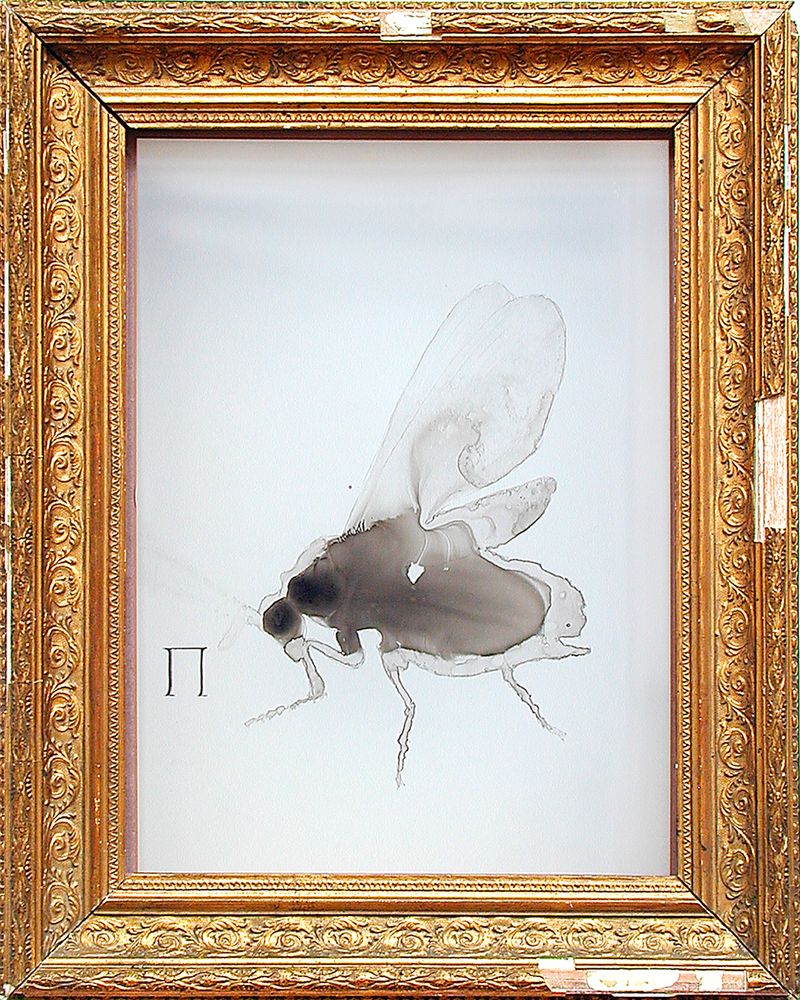 Queen Bee, 2000, 54 x 43 x 22 cm, Zeichnung mit Tusche auf Folie im Schaukasten