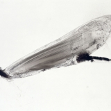 Europäische Prachtlibelle, 2002, 80 x 110 cm, Tusche auf Folie