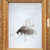 Queen Bee, 2000, 54 x 43 x 22 cm, Zeichnung mit Tusche auf Folie im Schaukasten