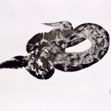 2 Crotalus cerastes 2009 Tusche auf Transparentfolie 70 x 100 cm