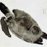 4 Landspitze und Schwemmgrund 1998 Tusche auf Transparentfolie 70 x 100 cm