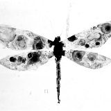 Libelle und Pi, 2009